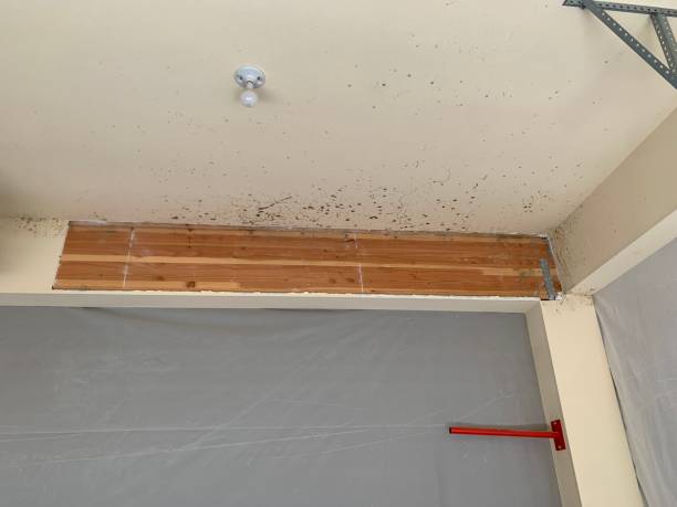  Benbrook, TX Mold Removal Pros
